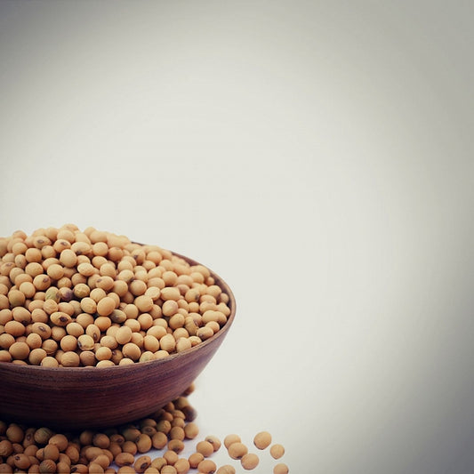 Soja (Glycine hispida)