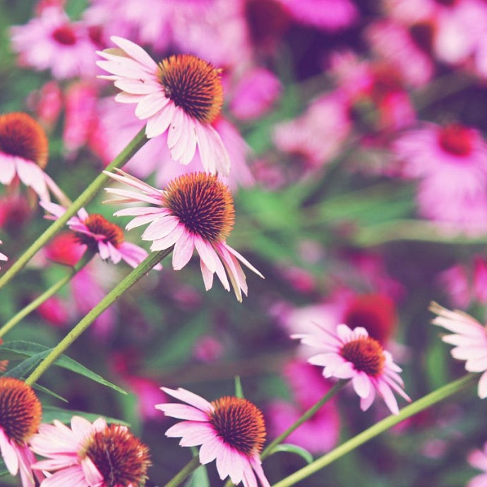 Echinacea (Echinacea purpurea)