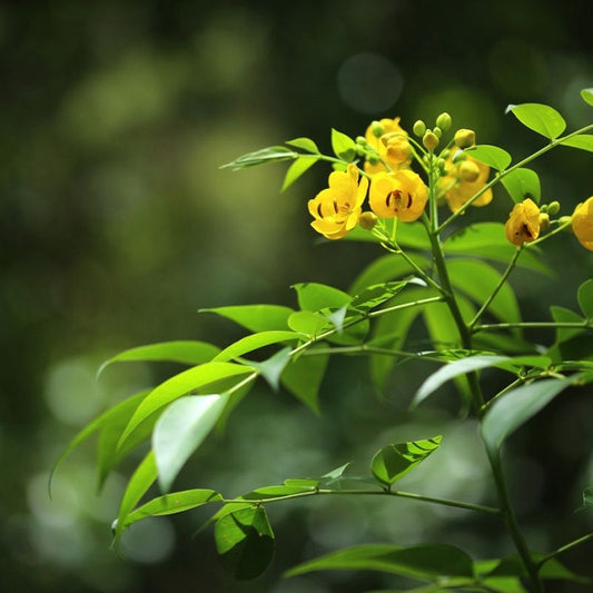 Sena (Cassia angustifolia)