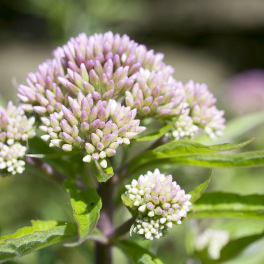Valerijana (Valeriana officinalis)