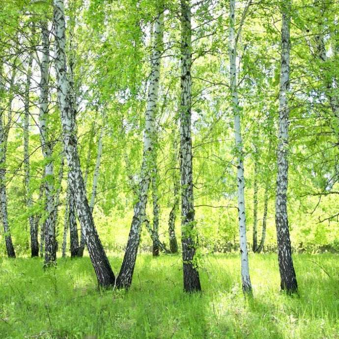 Breza (Betula pendula)