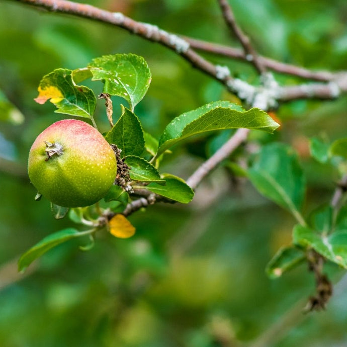 Divlja jabuka (Malus sylvestris)
