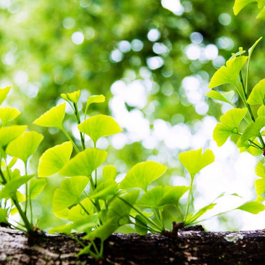Ginko (Ginko biloba)