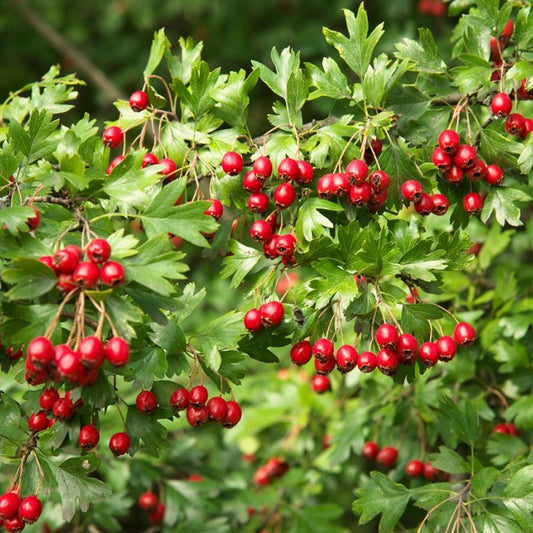 Glog (Crataegus laevigata)
