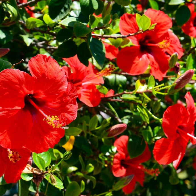 Hibiskus (Hibiscus esculentus)