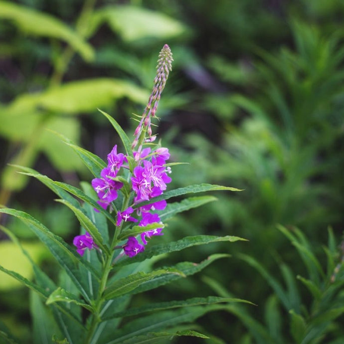 Svilovina (Epilobium parviflorum)