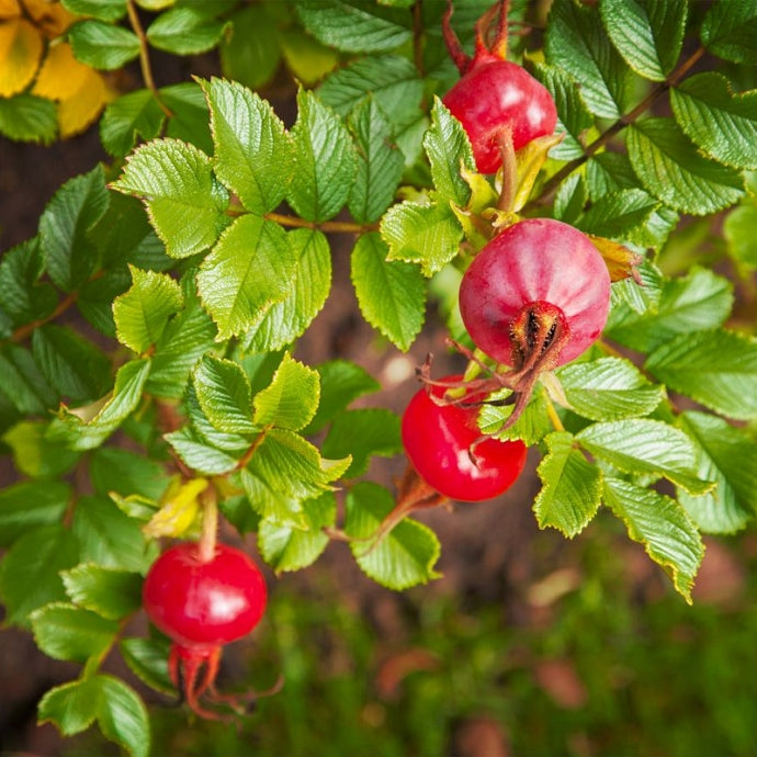 Šipak (Rosa canina)