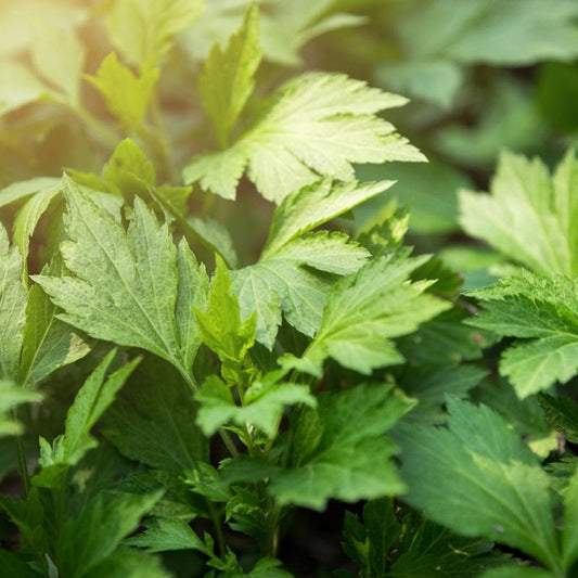 Pelin (Artemisia absinthium)