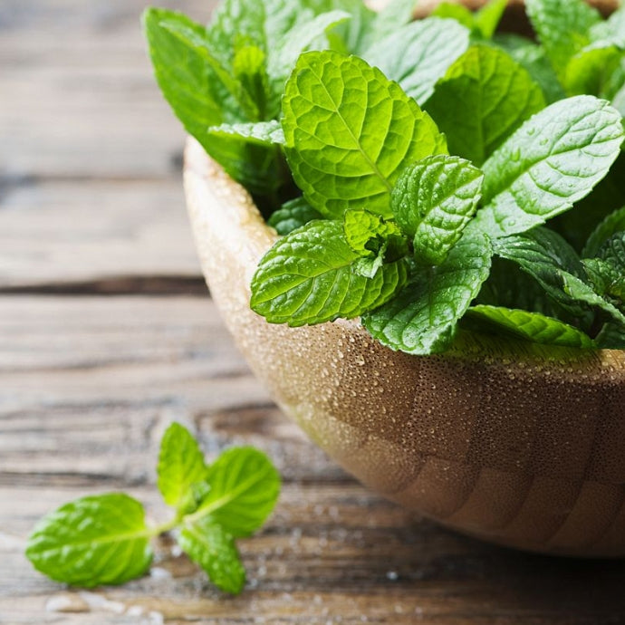 Nana (Mentha piperita)