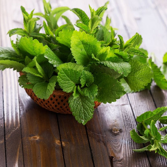 Matičnjak (Melissa officinalis)